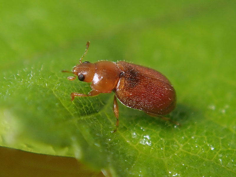 uno difficile (per me):  Coccidula rufa (Coccinellidae)